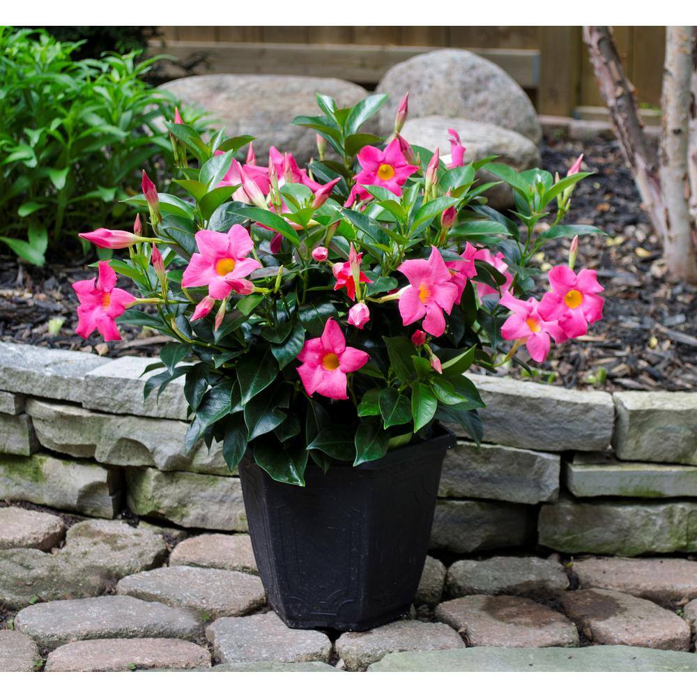 Rio 0.9 Gal. (#9) Patio Pot Dipladenia Flowering Annual Shrub with Pink Blooms 1004124235