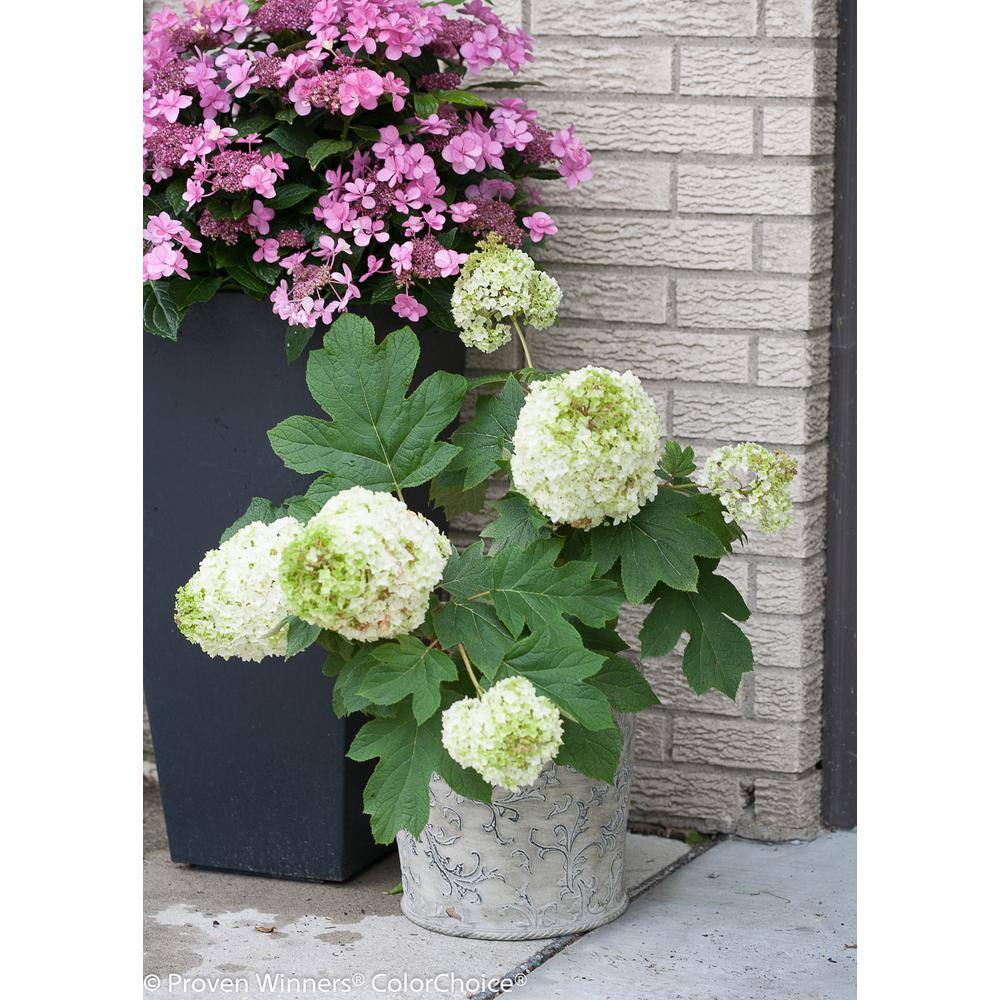 PROVEN WINNERS 4.5 in qt. Gatsby Moon Oakleaf Hydrangea (Quercifolia) Live Shrub White to Green Flowers HYDPRC3607800