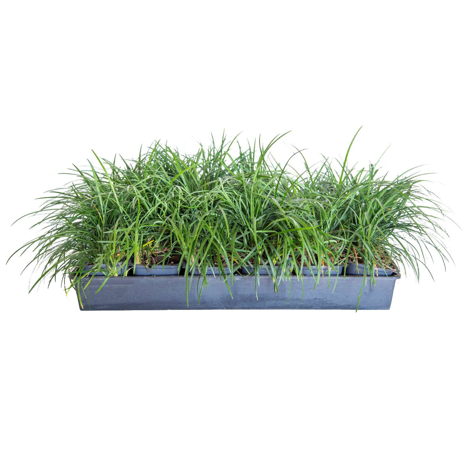 Mondo Grass - 18 Pack (3.25 In. Pots) Evergreen Groundcover - Full Sun to Part Sun Live Outdoor Plant