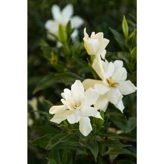 2.25 Gal. Gardenia Frostproof Shrub with White Flowers 14820