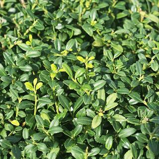 Perfect Plants 1 Gal. Soft Touch Holly Plant Low Maintenance Dwarf Hedge THD00546