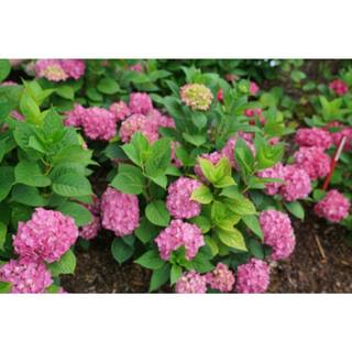 PROVEN WINNERS 4.5 in. Qt. Let's Dance Arriba Reblooming Hydrangea (Macrophylla) Live Plant Shrub Pink or Blue Flowers HYDPRC2557800