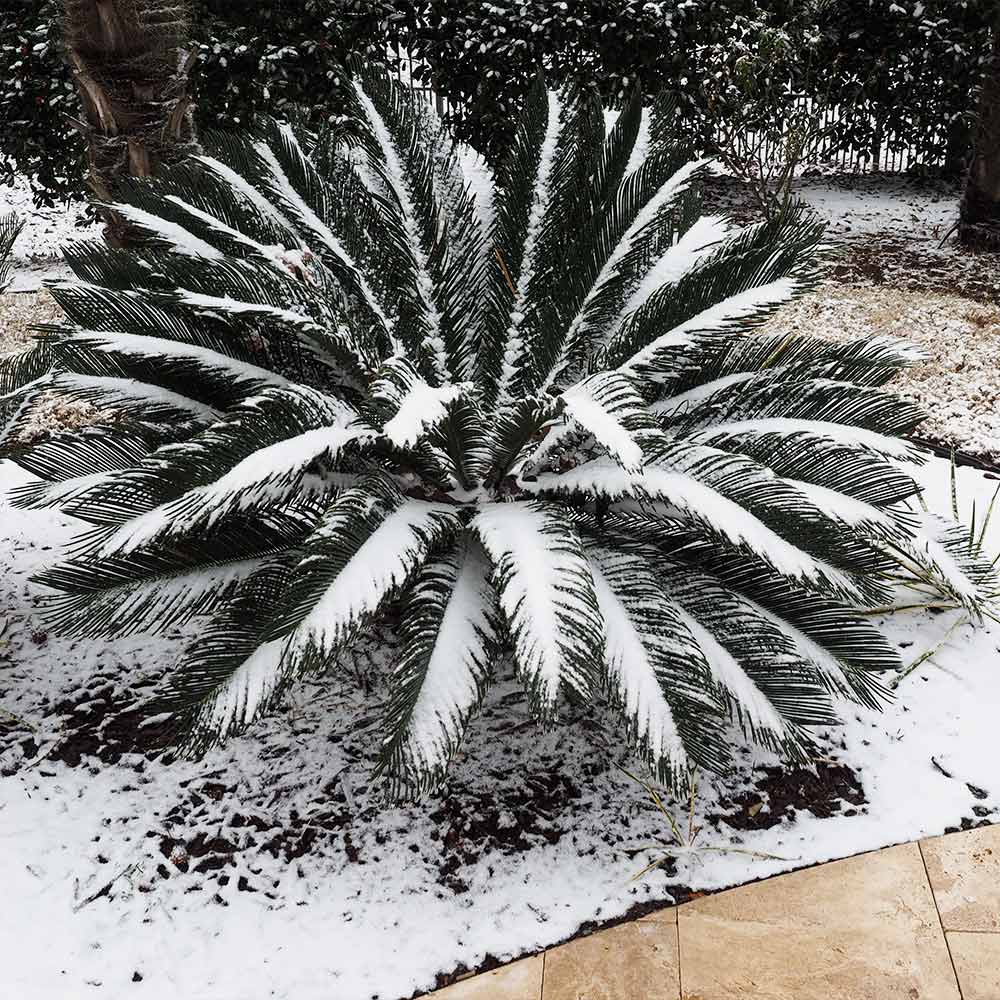 Sago Palm Tree