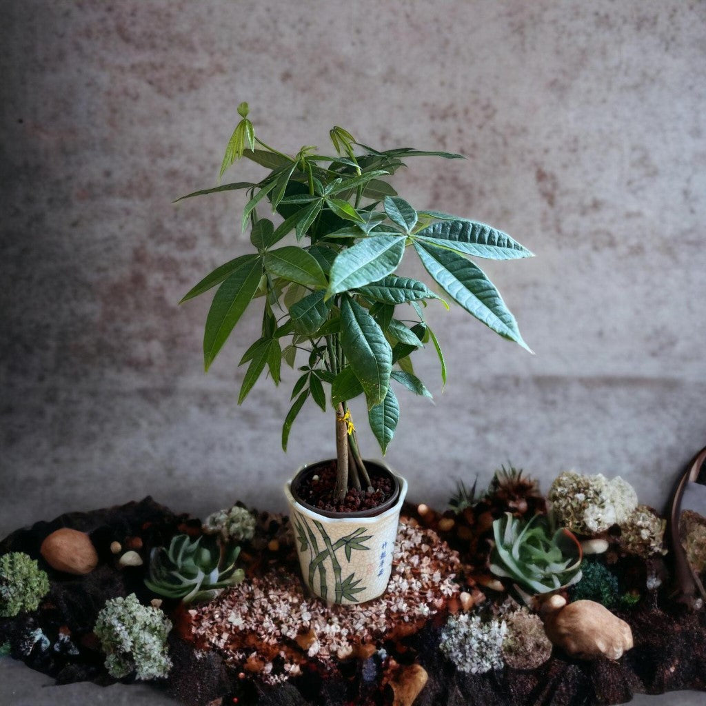 (Ceramic Pot) Bonsai Money Tree