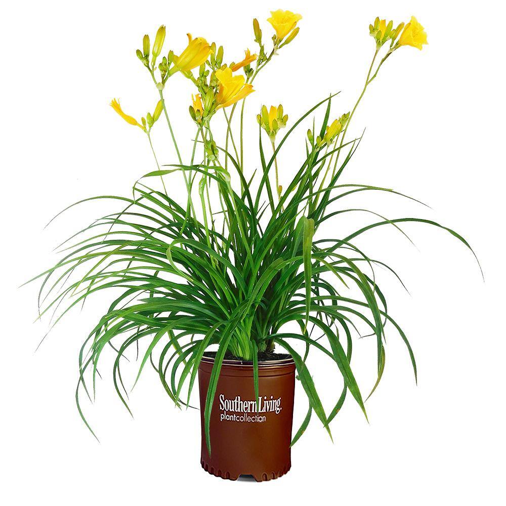 1 Gal. Stella De Oro Daylily Perennial Plant with Golden Yellow Flowers 15030