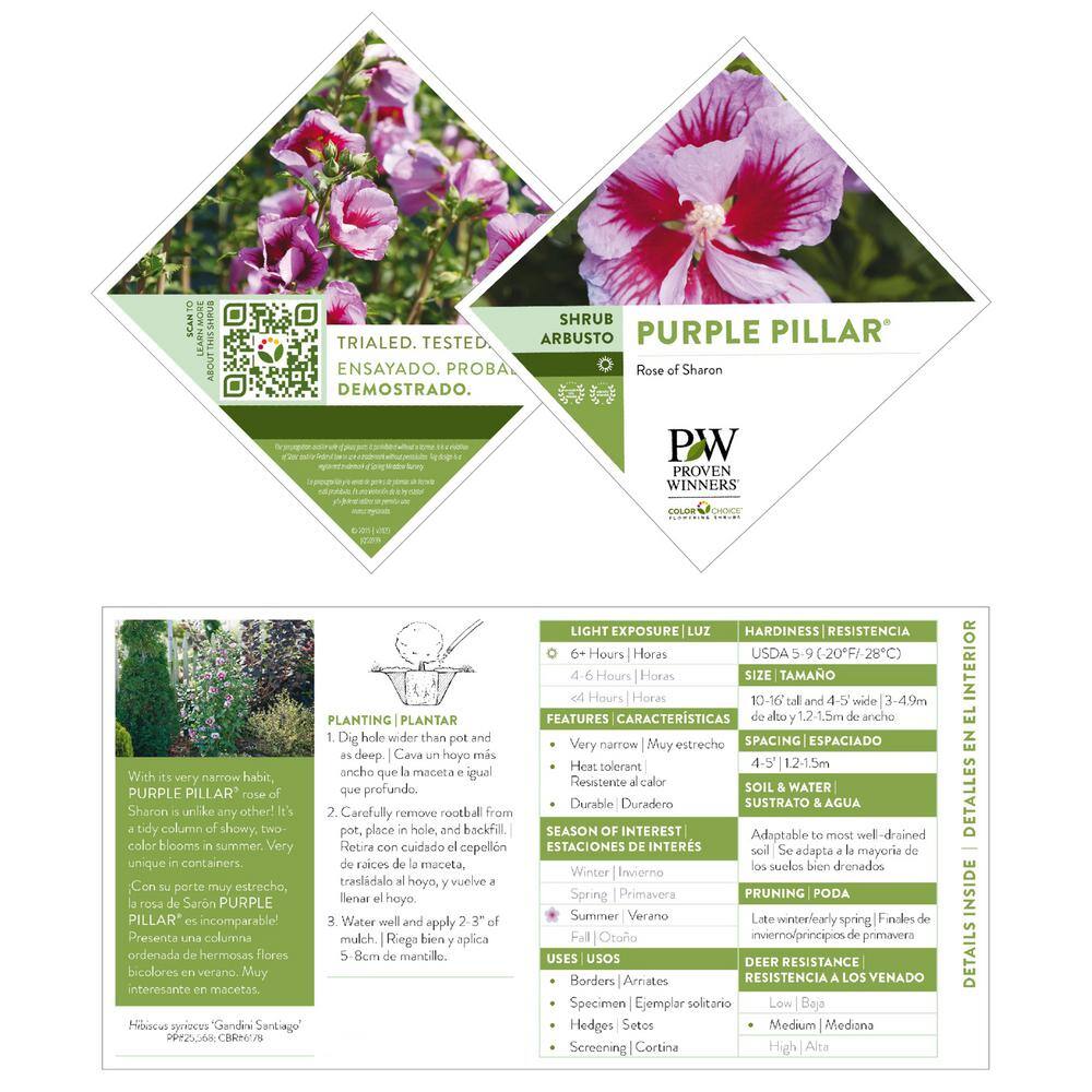 PROVEN WINNERS 2 Gal. Purple Pillar Rose of Sharon (Hibiscus) Plant with Purple Flowers 14762