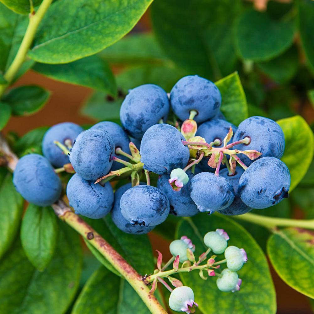 Gurney's 2.25 Gal. Pot Ka-Bluey Blueberry Bush Live Deciduous Fruit Bearing Plant (1-Pack) 88764