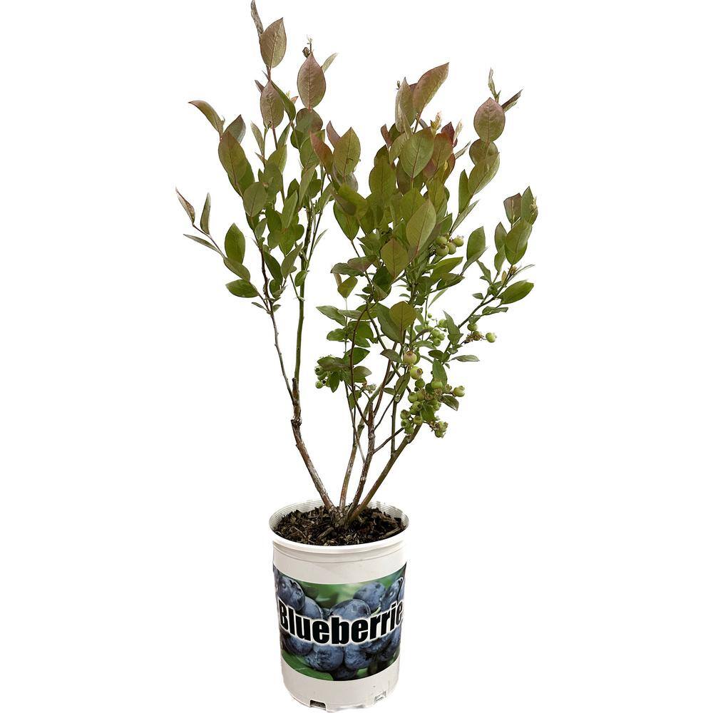 2.5 Qt. Duke Blueberry Live Plant with Large Crisp Berries 895601