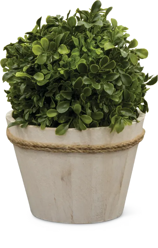 12 Inch Boxwood Ball Arrangement