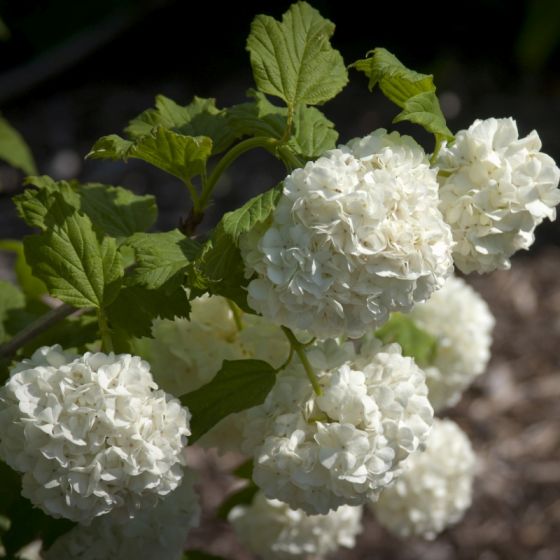 Common Snowball Aka Eastern Snowball Viburnum Shrub