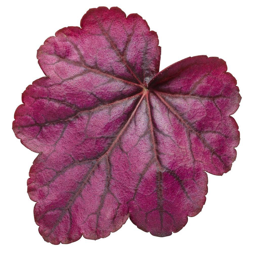 PROVEN WINNERS 0.65 Gal. Primo Wild Rose Coral Bells (Heuchera) Live Plant Deep Purple Foliage HEUPWP2527103