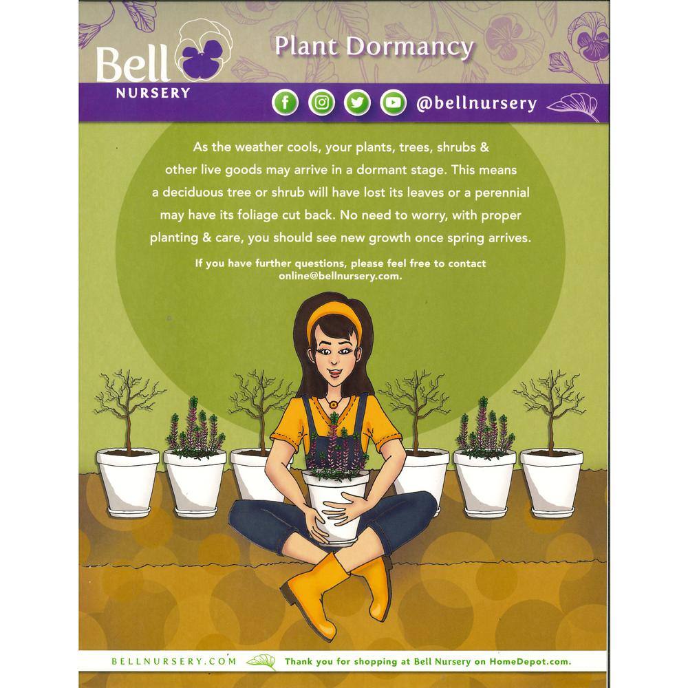 BELL NURSERY 3 Gal. Purple-Leaf Sand Cherry (Prunus x cisterna) Live Shrub with White Flowers PRNUS3CIS1PK