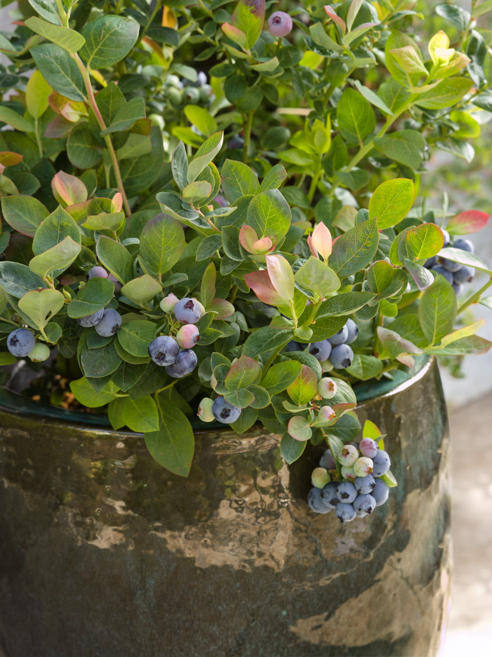 2.5 Qt. Bushel and Berry® Blueberry 'Pink Icing'