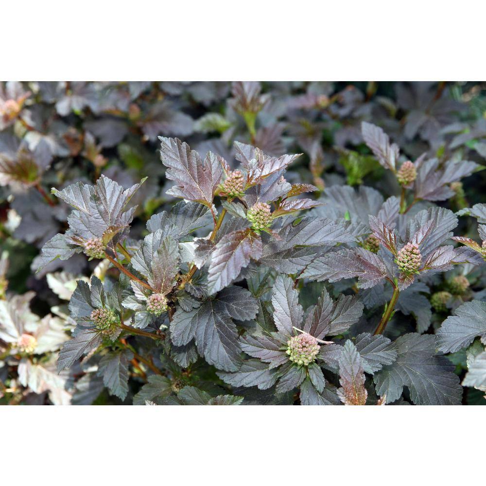 Online Orchards 1 Gal. Diabolo Ninebark Shrub SBNB002