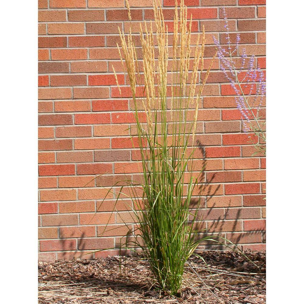 Online Orchards 1 Gal. Avalanche Feather Reed Grass - Lovely Tall Variegated Ornamental Grass Perfect for Borders and Accents GROR001