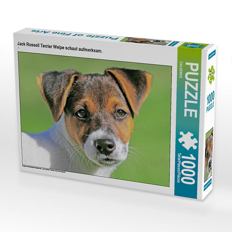 Jack russell terrier welpe schaut aufmerksam.   calvendo foto puzzle