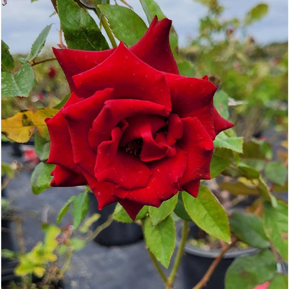 Pure Beauty Farms 3 Gal. Rose Assorted Colors Non-Patent in 12 in. Grower's Pot BOPIS5285