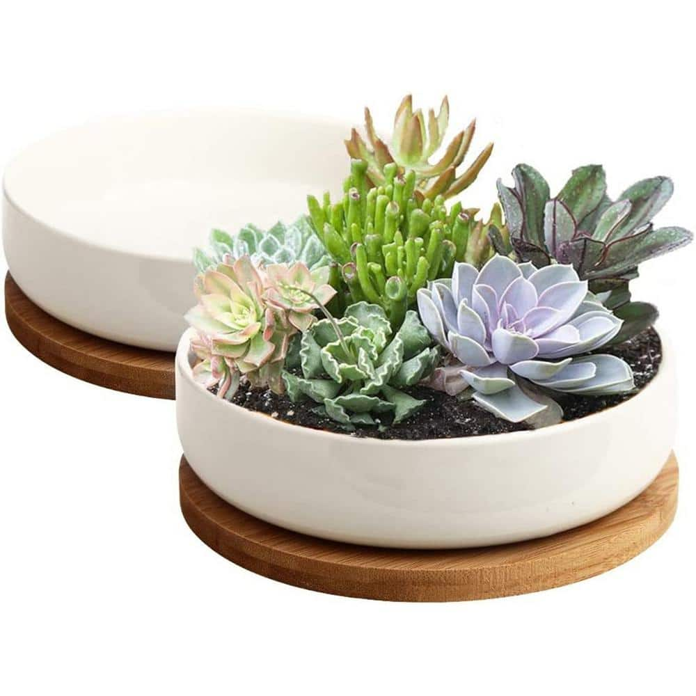 Succulent Planter 6 in. White Ceramic Planter with Bamboo Tray， Plants Not Included (Pack of 2) B07PJJJBNC