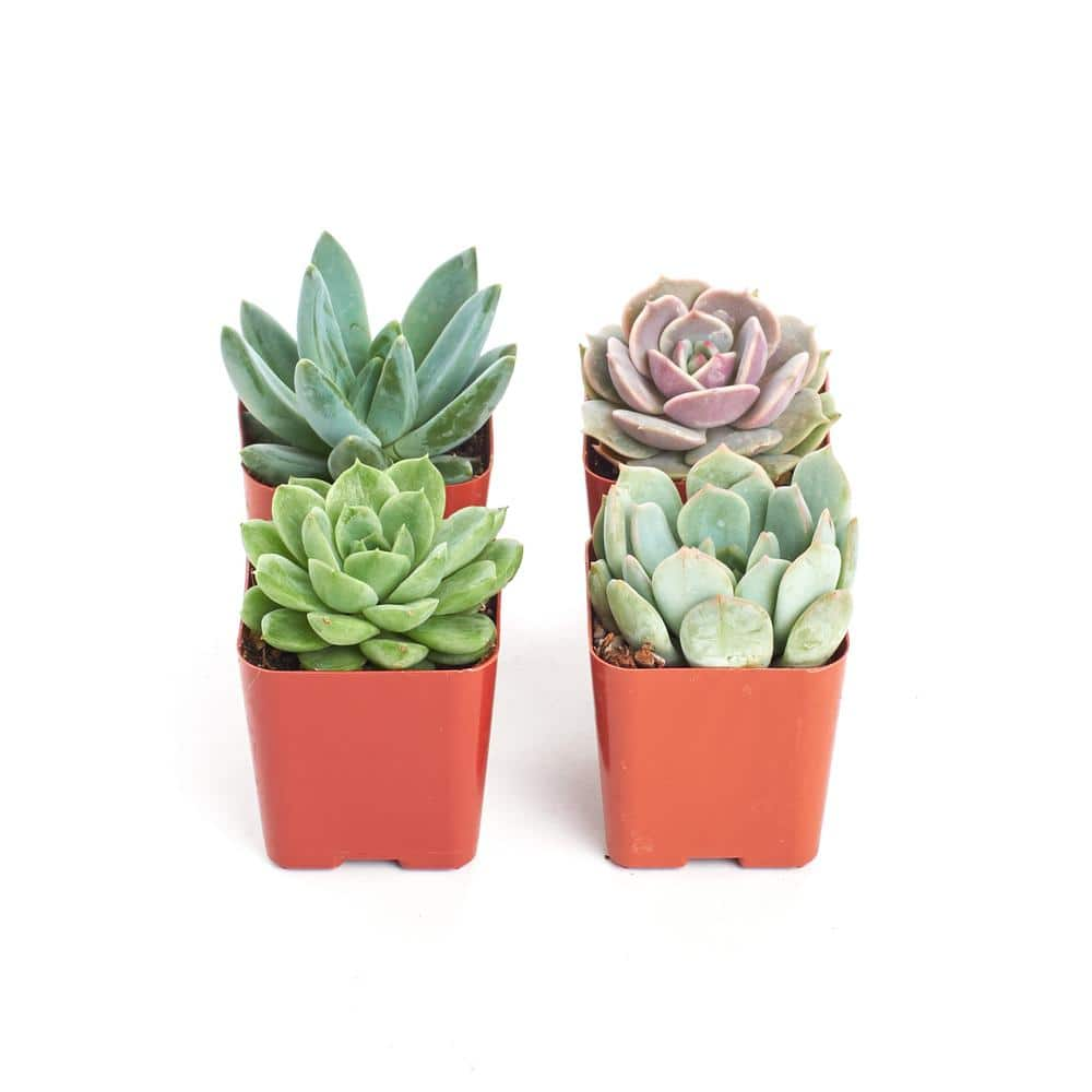 Shop Succulents 2 in. Rosette Succulent (Collection of 4) R4