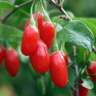 national PLANT NETWORK 3 gal. Goji Berry HD1842