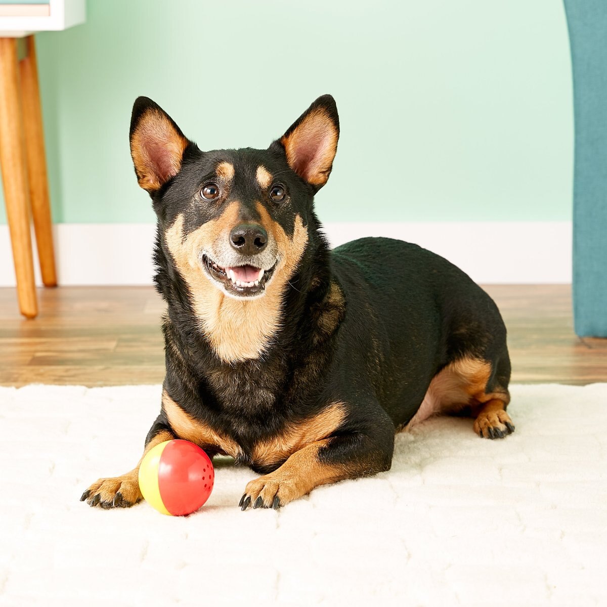 Pet Qwerks Animal Babble Ball Dog Toy， Color Varies