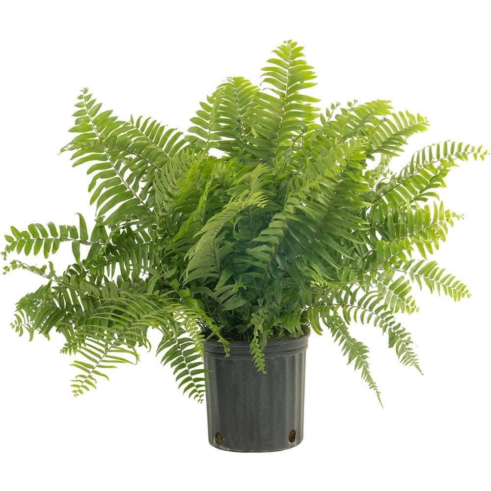 Costa Farms Macho IndoorOutdoor Fern in 8.75 in. Grower Pot Avg. Shipping Height 2-3 ft. Tall 10MACHO