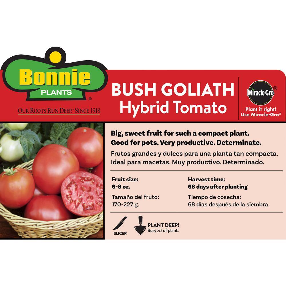 Bonnie Plants 2.32 qt. Bush Goliath Hybrid Tomato Plant 0230