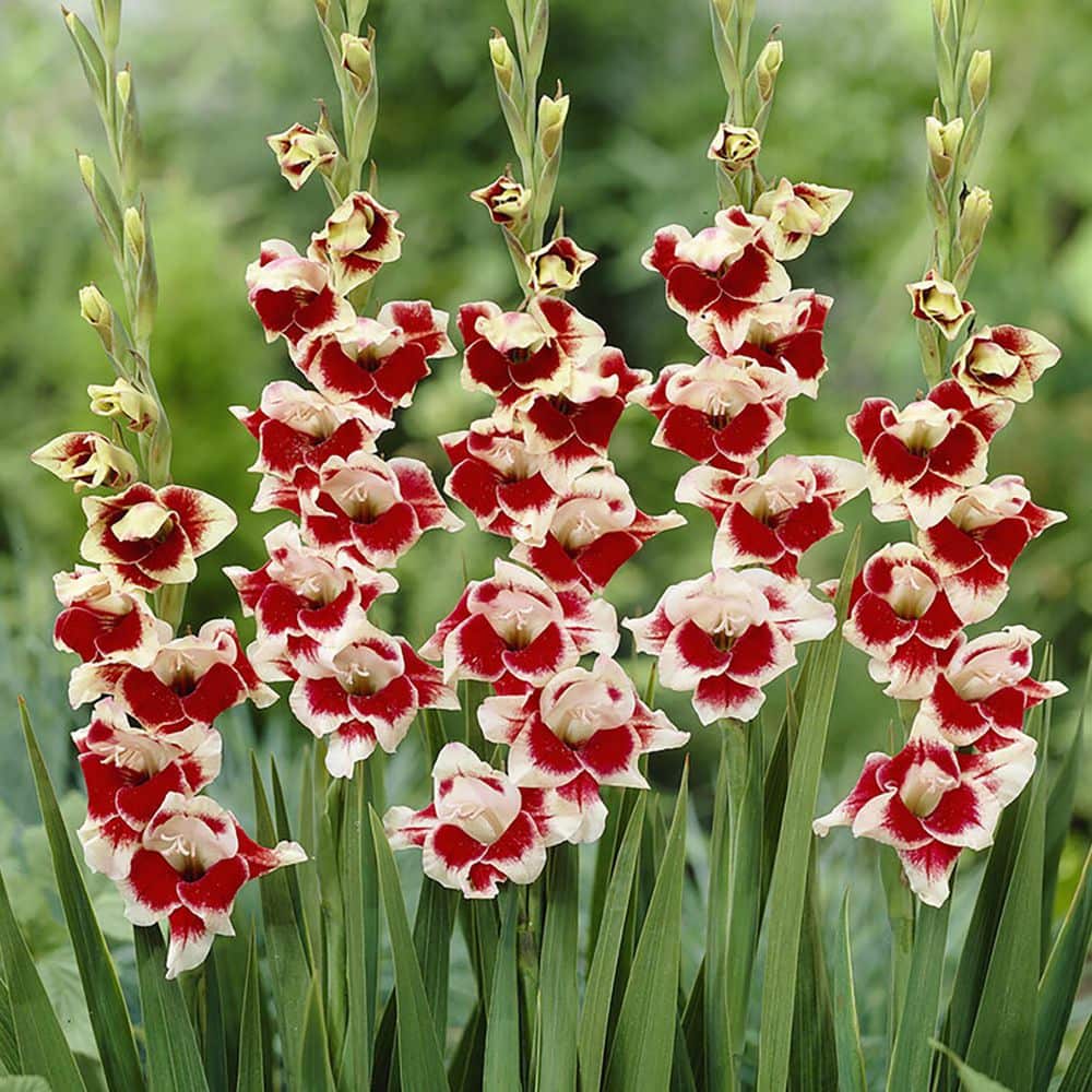 VAN ZYVERDEN Gladiolus Novelty Butterfly Belinda (Set  of 12 Bulbs) 84510