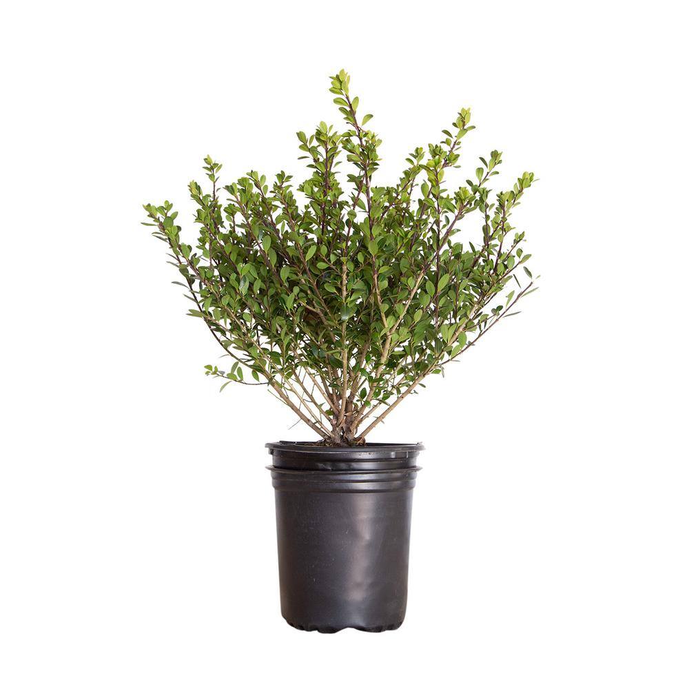 FLOWERWOOD 2.5 Qt. Compacta Japanese Holly(Ilex) Live Evergreen Shrub 3100Q