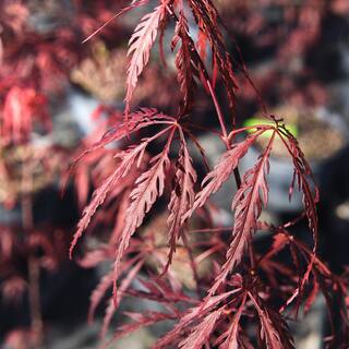 Perfect Plants 3 ft. to 4 ft. Tall Weeping Tamukeyama Japanese Maple Tree in Grower's Pot Elegant Flowing Red Foliage THD00557