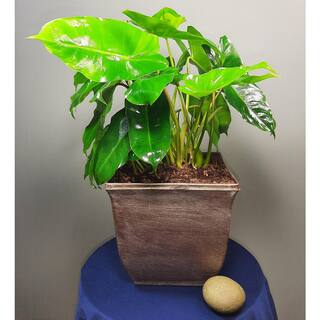 EverGrace Philodendron Burle Marx Plant in 8 in. Decorative Resin Pot BrlMrx008