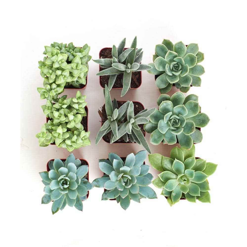 Shop Succulents 2 in. BlueGreen Collection Succulent (Collection of 9) BG9