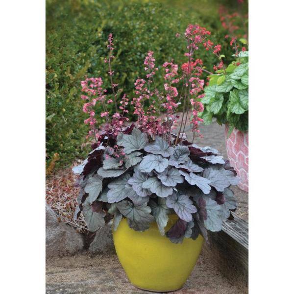 PROVEN WINNERS 0.65 Gal. Dolce Silver Gumdrop Coral Bells Heuchera Live Plant Silver Foliage and Pink Flowers HEUPWP2117103