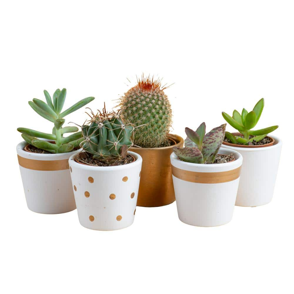 Costa Farms Mini Indoor Succulent Plants in 2 in. Ceramic Pots and Tray Avg. Shipping Height 2 in. Tall (48-Pack) CO.2SUCTRAY48