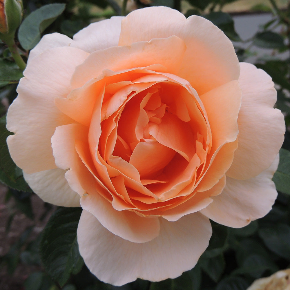 Heirloom Roses Rose Plant - Abbaye de Cluny® Shrub - Live Rose Bush