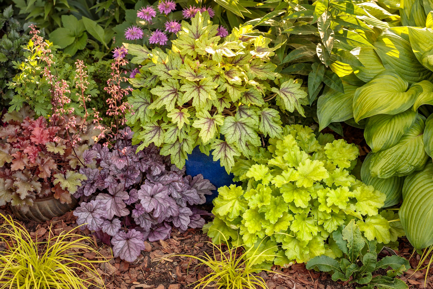 4.5 in. Qt. Dolce Apple Twist Coral Bells (Heuchera) Live Plant， White Flowers and Yellow to Green Foliage