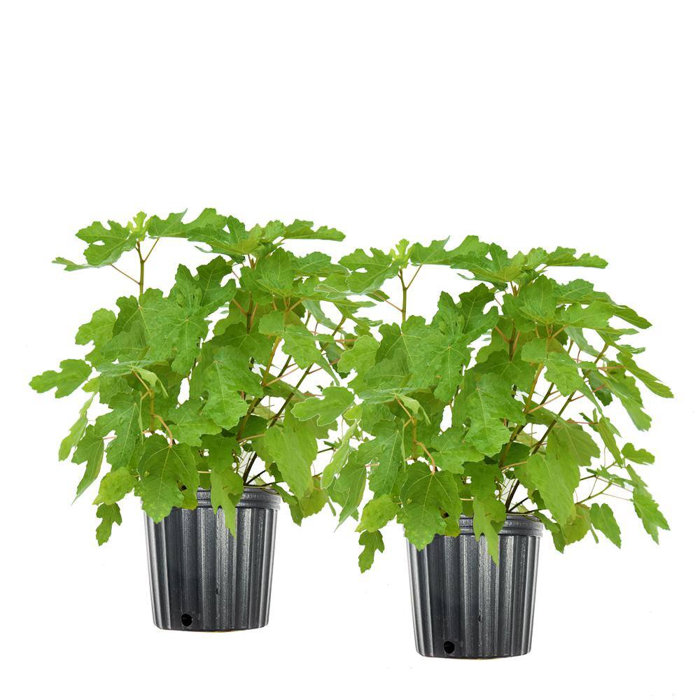 3 Gal. Black Mission Fig Tree (2-Pack) THD00116