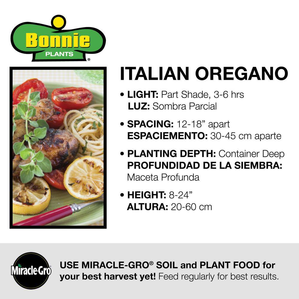 Bonnie Plants 2.32 qt. Italian Oregano Herb Plant 5081