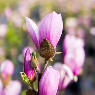Perfect Plants 1 Gal. Jane Japanese Magnolia Tree in Grower's Pot THD00561