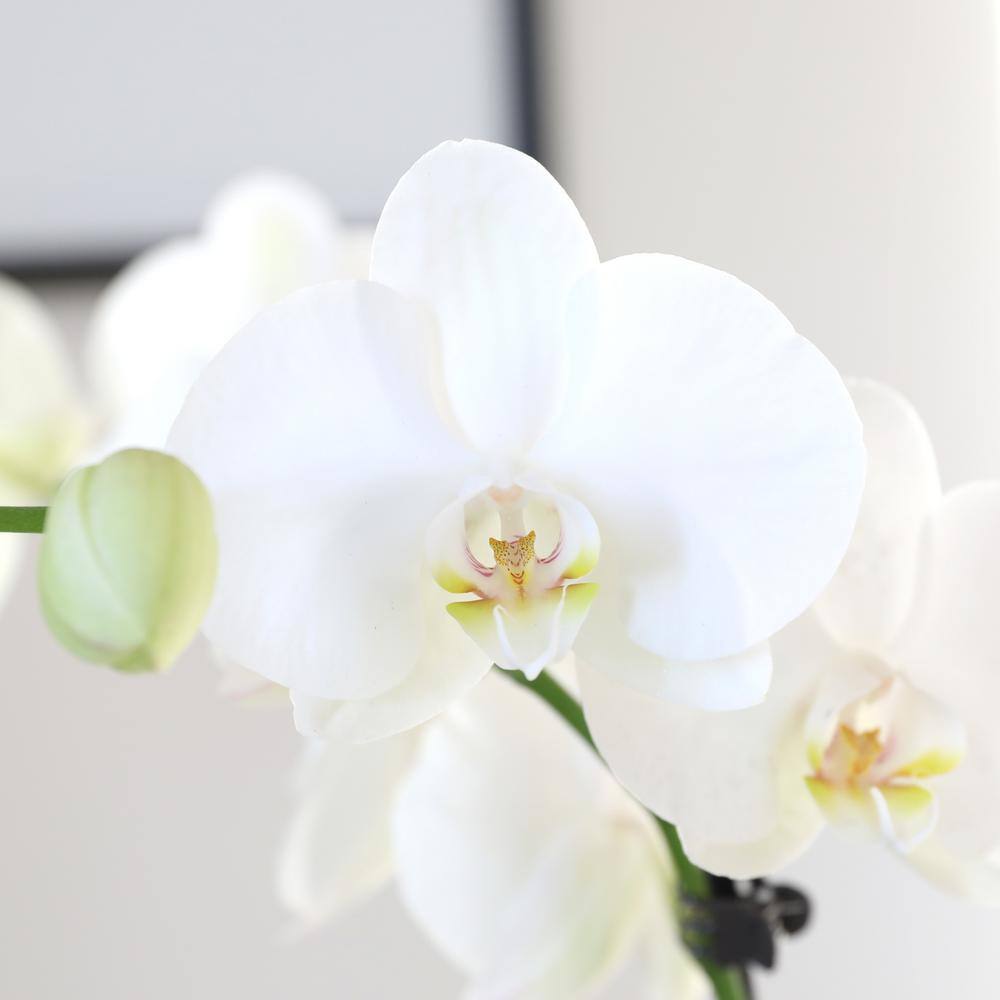 Just Add Ice Premium Orchid (Phalaenopsis) White with Yellow Throat Plant in 5 in. Grey Ceramic Pottery J5010