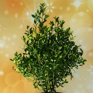 Vigoro 5 Gal. Arrow Point Japanese Holly (Ilex) Live Plant Pyramidal Growth Habit Glossy Foliage Burgundy New Growth 11220