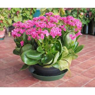 Vigoro 2.5 Qt. Annual Magenta Kalanchoe Lican 1688