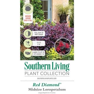 SOUTHERN LIVING 3 Gal. Red Diamond Midsize Loropetalum Evergreen Shrub with Purple Foliage Red Ribbon Blooms 42093