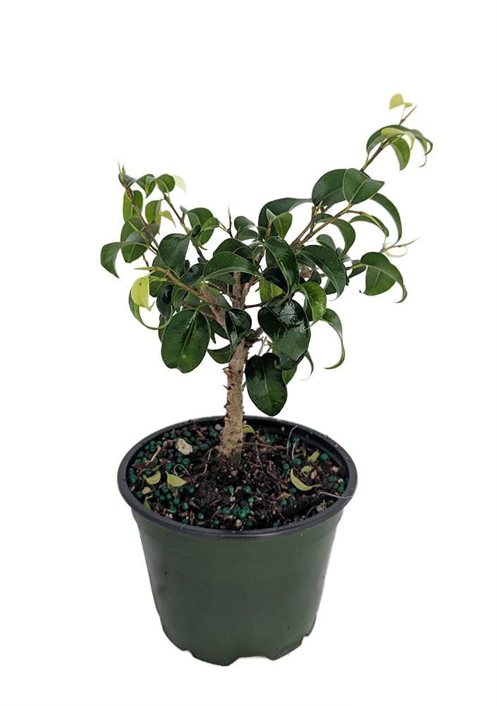 Too Little Weeping Fig - Ficus benjamina - 4