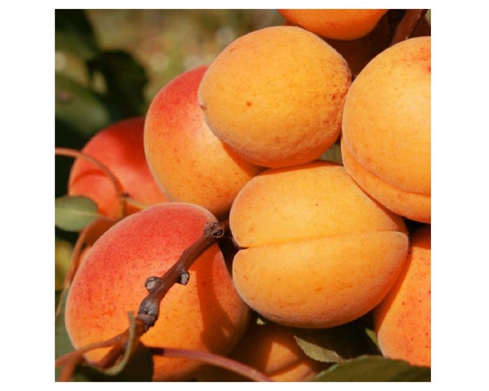 Freedom Tree Farms Sweet Gem Apricot Tree in 5 Gallon Bucket