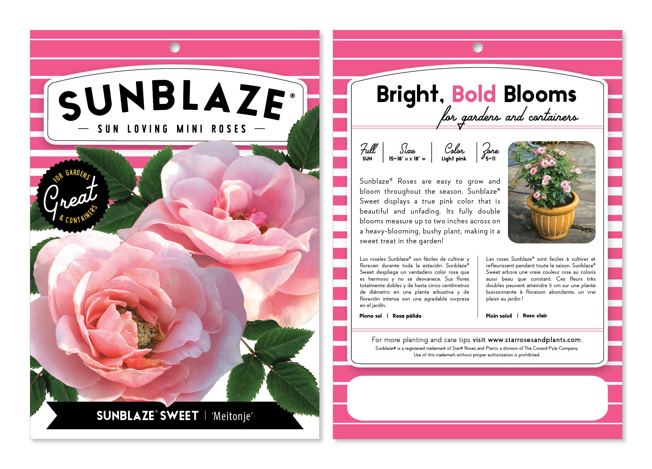 Bareroot Sunblaze® Sweet Miniature Rose with Light Pink Flowers - Live Plants - 2 Piece