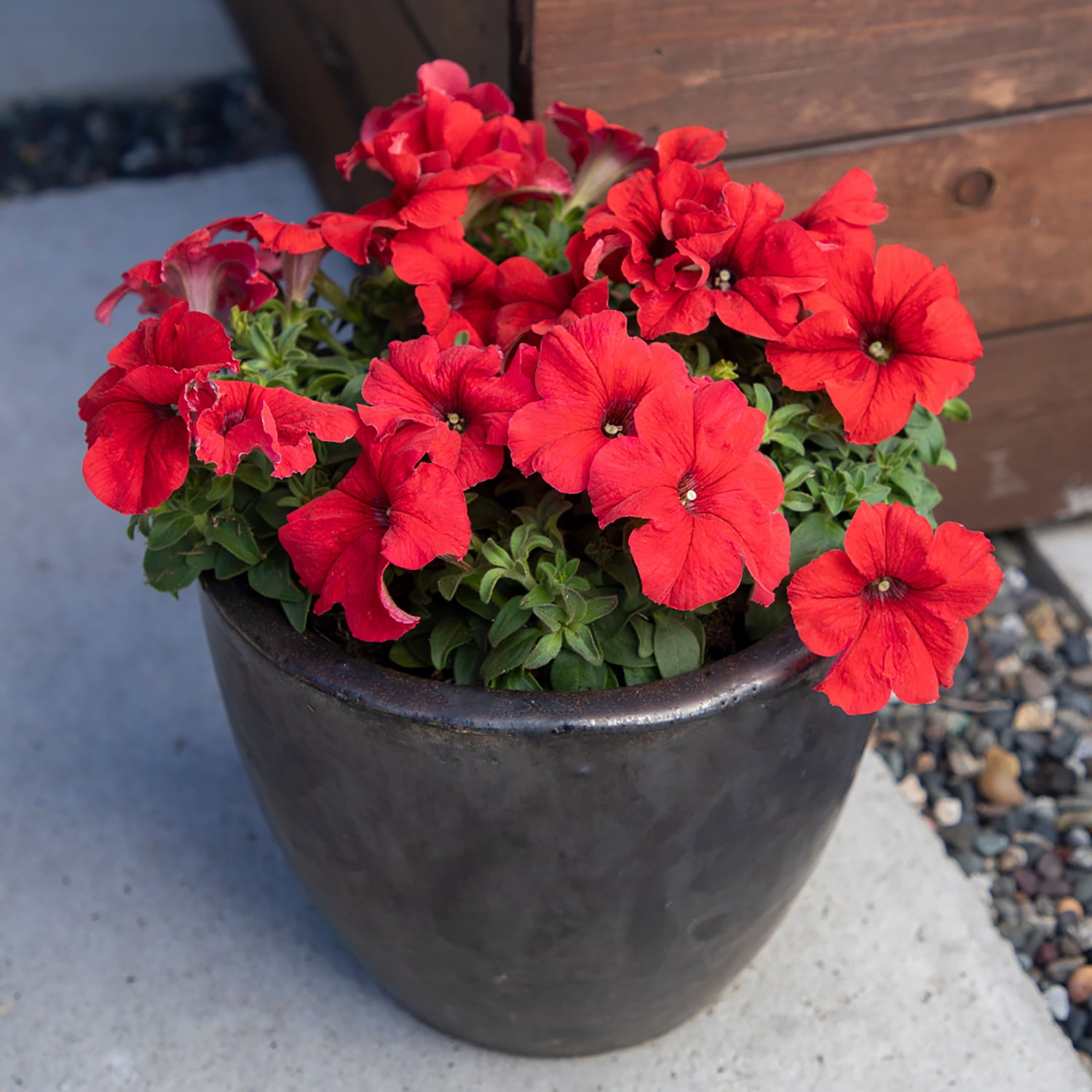 1G PETUNIA RED