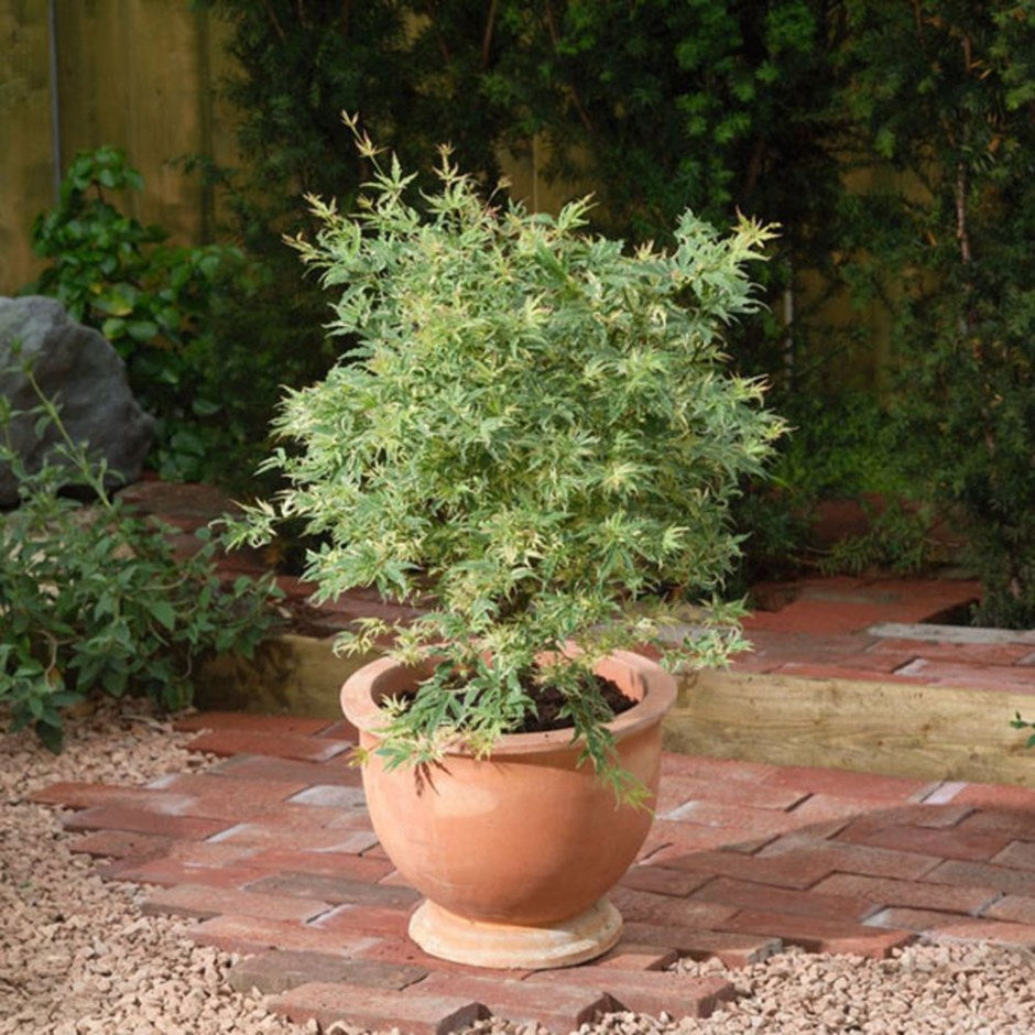 Acer 'Butterfly' Japanese Maple