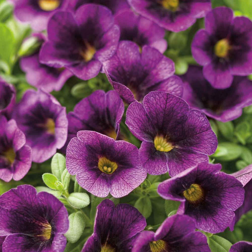 PROVEN WINNERS 4.25 in. Eco+Grande Superbells Grape Punch (Calibrachoa) Live Plant Purple Flowers (4-Pack) BELPRW3067504