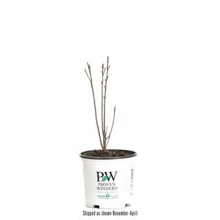 PROVEN WINNERS 1 Gal. Fine Line Buckthorn (Rhamnus) Live Shrub Green Foliage RHAPRC1016101